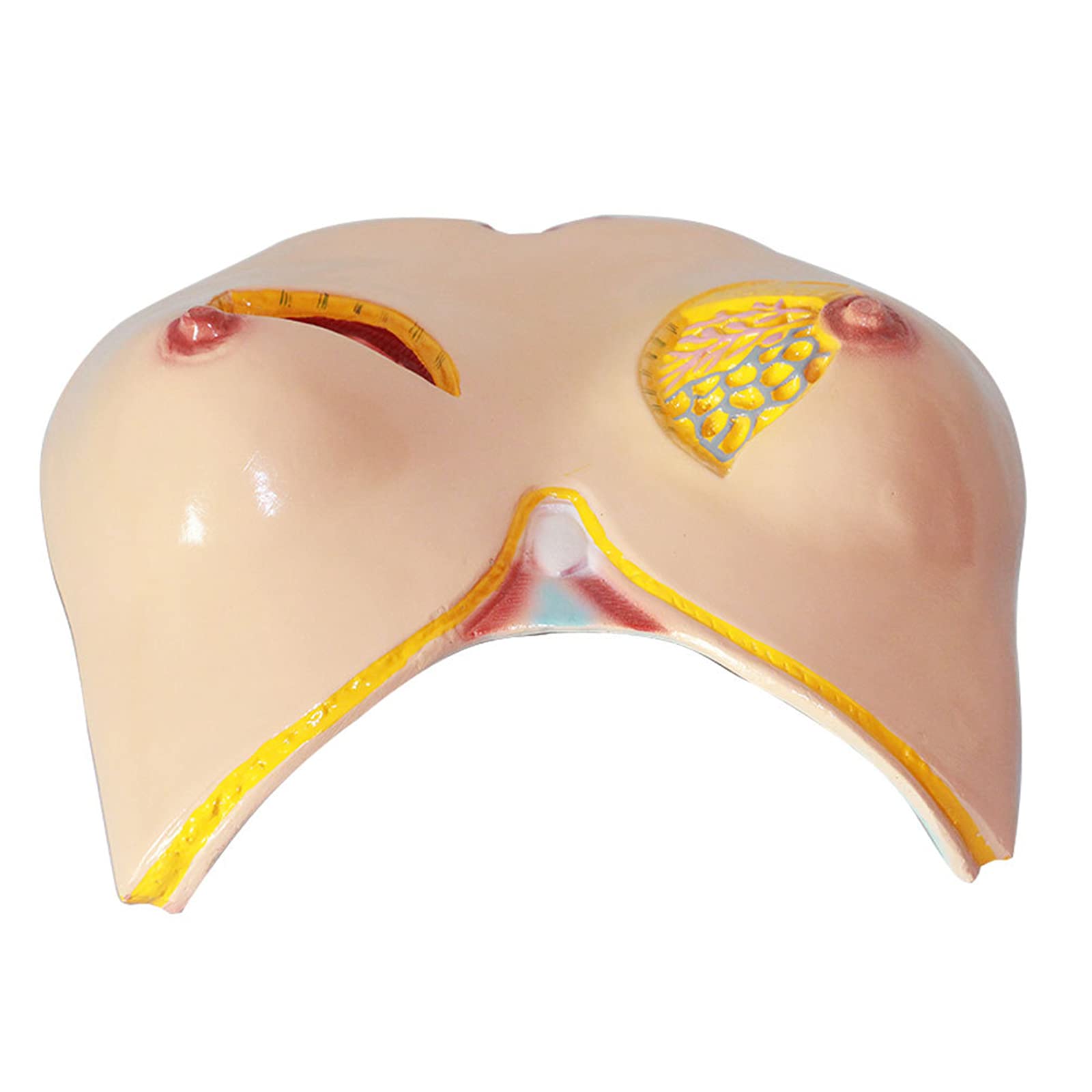 Anatomiemodelle, Anatomisches Modell der menschlichen Anatomie, Brustmodell aus PVC