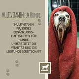 Multi Vitamin B Komplex Hund 100 ml – Hochdosierte Vitamine für Hunde mit Vitamin A D3 E B1 B2 B6 B12 C Folsäure Zink Selen – Vitalität für Welpen & Senior – Immunsystem stärken Hund Vitamin Liquid