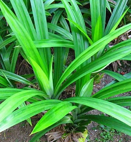 Pandan sapling plants, 6 months old (annapurna plants), pandanus amaryllifolius (B07X6D6VZJ) Amazon Price History, Amazon Price Tracker