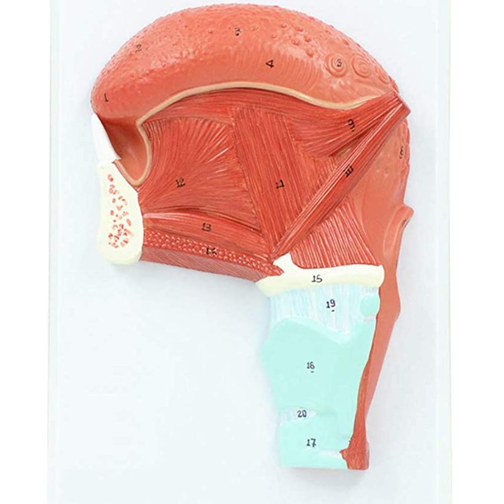 Sjdopulse Scientific Human Anatomy - Oral Muscle Tongue Anatomyshows The Composition And Distribution Of Human Tongue Muscles,For School Use, Teaching & Learning