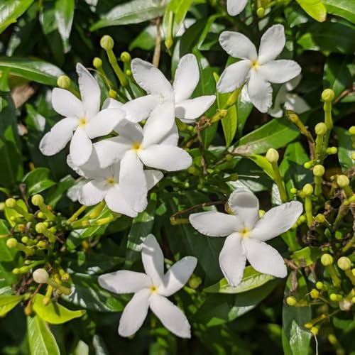 200+ Star Jasmine Evergreen Climbing Hardy & Scented for Gardens Patios and Borders