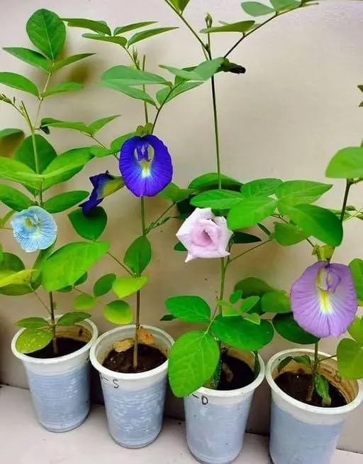 Image of Aparajita Flower Seeds - Blue Butterfly Pea, Fast Growing Climber for Home Garden | 50 seeds