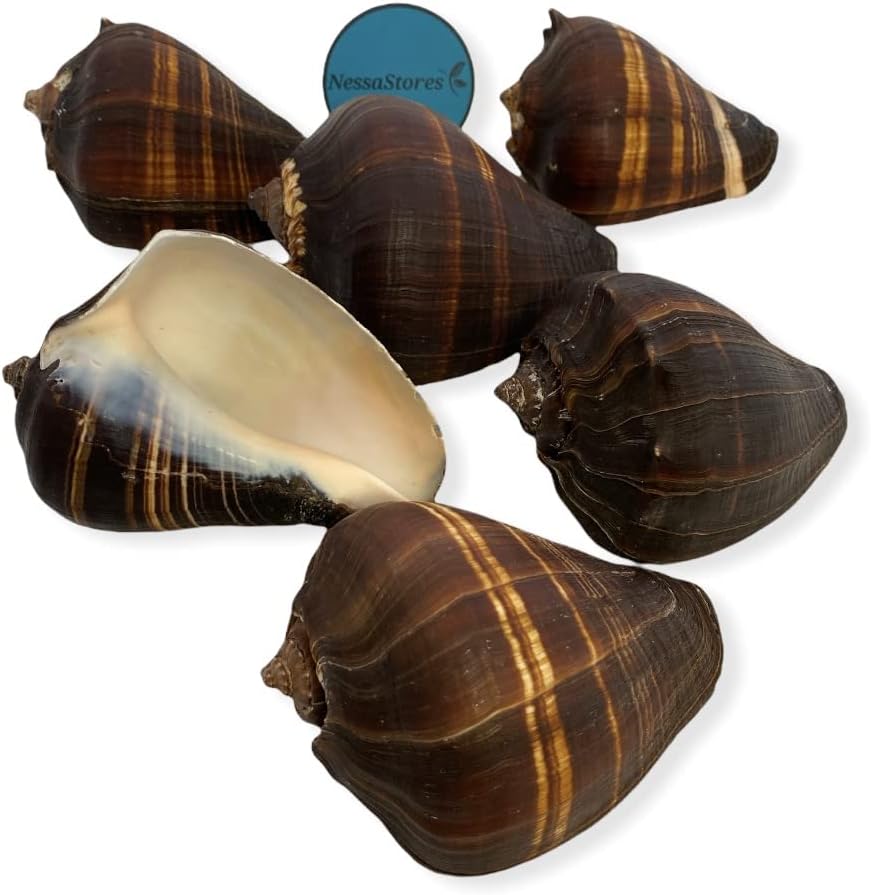 NessaStores Natural Fiber Conch Sea Shell Beach Home Decor 4"-5" #JC-074 (22 pcs)