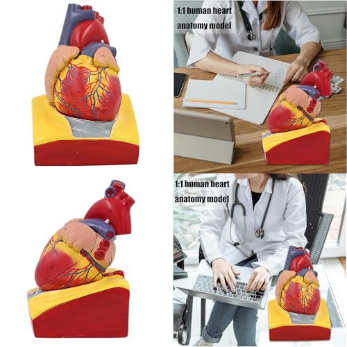Modèle de cœur humain amovible avec structures anatomiques internes pour démonstration médicale - 2