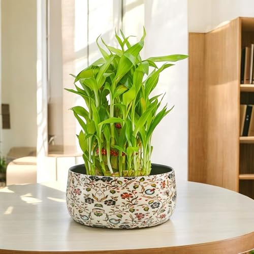 Image of Amulya Farms Lucky bamboo plants for home decoration in Decorative Floral Metal Planter | Feng Shui indoor plants for home | Good Luck Plant | Vastu Plants | Live Plants for Living Room & Office Desk