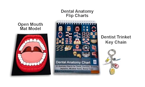 Rotafolios de anatomía dental