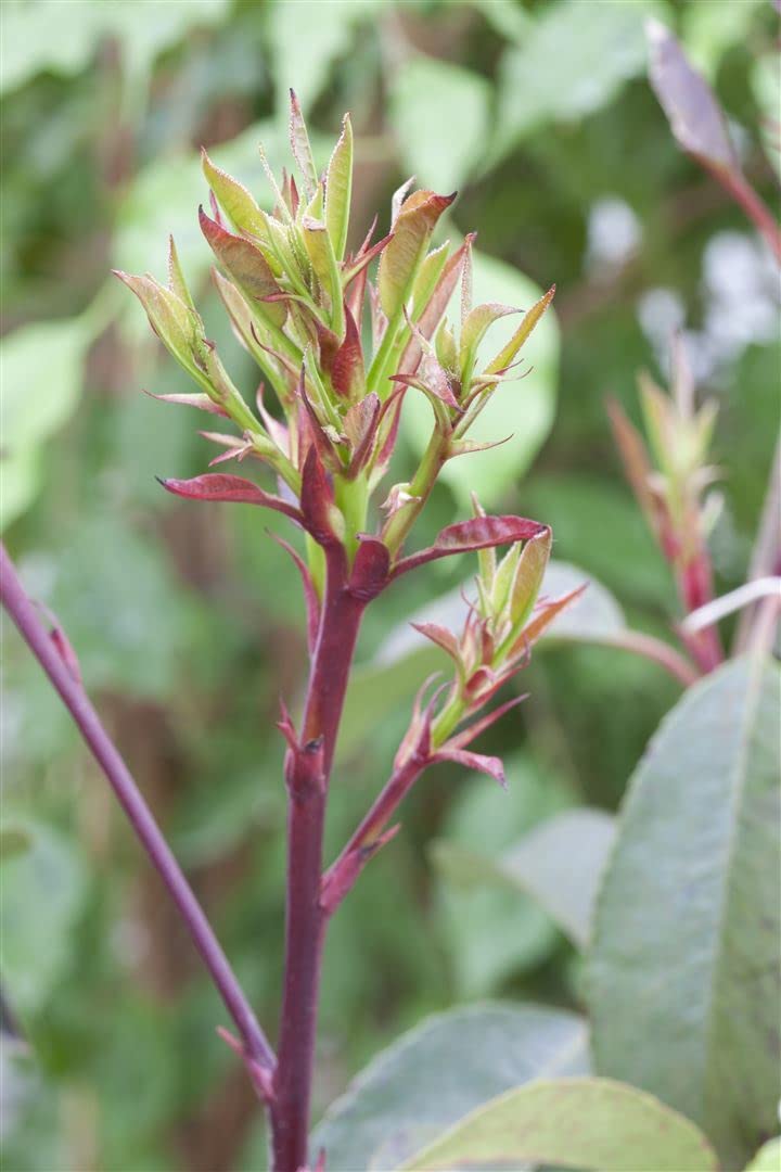 Photinia fraseri 'Little Red Robin' 30-40 cm - Glanzmispel, rote  Blattaustriebe, immergrn, ideal fr Hecken und Kbel, pflegeleicht und  winterhart : Amazon.de: Garten
