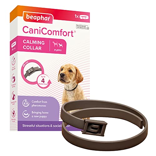 Beaphar CaniComfort Beruhigendes Halsband für Welpen (bis zu 45 cm), bietet kontinuierliche Unterstützung für ängstliche und nervöse Hunde, beginnt in 15 Minuten zu arbeiten, hilft Angst vor Feuerwerk