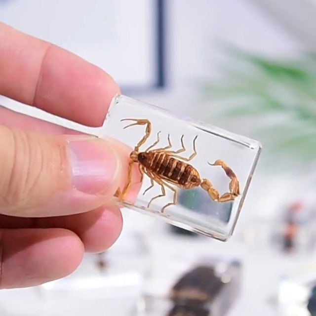 Image of 9pcs Taxidermy Beetle Moth Scorpion, Real Bug Specimens in Resin, Science Educational Classroom Specimens, Clear Sealed for Closer-Look & Study in Healthy, Unique Amazing Gift (2.9x1.6x1.0-inch)