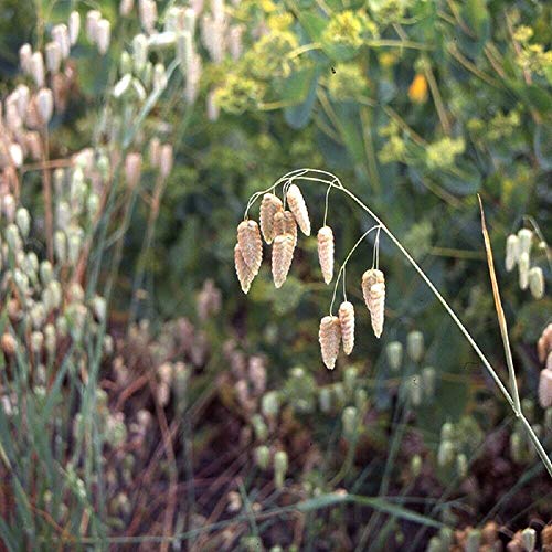 Grasses - Briza Maxima, Quaking Grass - 225 Seeds