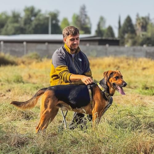 ¿Dejar que los perros coman "libremente" de lo que encuentran en la calle?