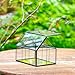 NCYP Mini Glass Terrarium with Lid - 6.1