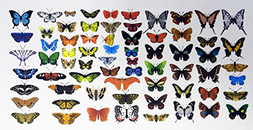 Half a Donkey The Pretty Butterfly Montage Cotton Tea Towel vy, Multicolour, 65 x 47 cm