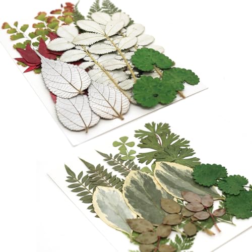 Kit 84 piezas hojas y flores secas prensadas naturales miniatura 6