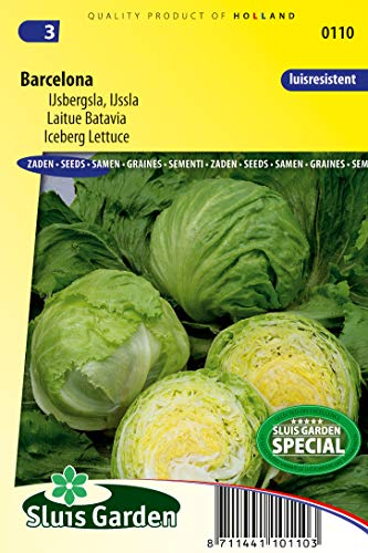 Lechuga Iceberg Barcelona Semillas de Hortalizas por Gramo - Produce Cabezas Medianas Tempranas - 0,15 g - Semillas por Gramo: +/-100