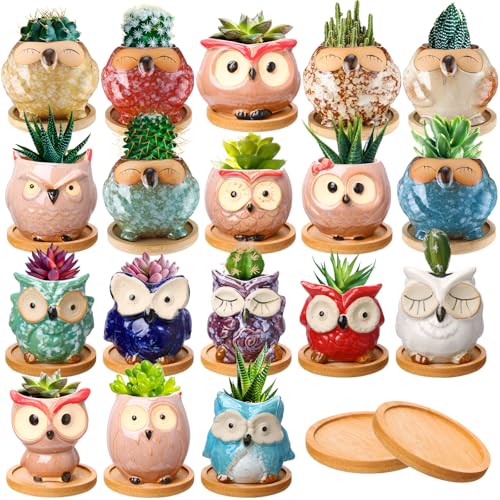 Are bonsai pots good for succulents