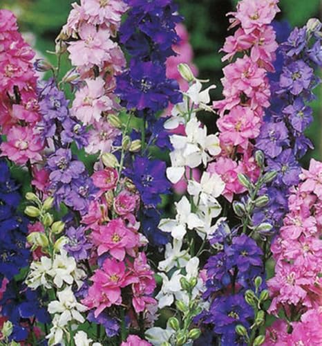 Rocket Larkspur Imperial Mix (Delphinium consolida) Flower Seeds Pack of 2 000+ Non-GMO Seeds from Seeds2Go
