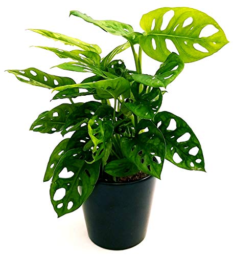 POWERS TO FLOWERS - MONSTERA OBLIQUA MONKEY, PHYLODENDRON, pianta vera