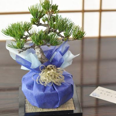 Amazon Co Jp 敬老の日プレゼント 五葉松の盆栽 育て方冊子と肥料付き Diy 工具 ガーデン