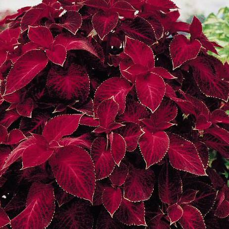 See full amazon price history chart for RED COLEUS PLANT INDOOR AND OUTDOOR GARDEN LIVE ORGANIC PLANT RED COLEUS PLANT INDOOR AND OUTDOOR GARDEN LIVE ORGANIC PLANT (B0C7HKW8CX) Amazon Price History, Amazon Price Tracker