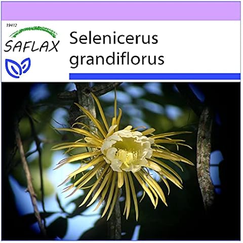 SAFLAX Queen of The Night 40 Seeds Cover