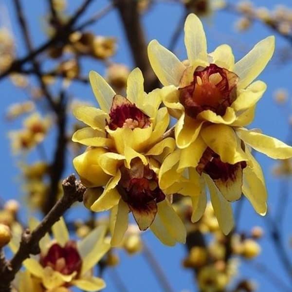 Calicanto cinese 30–40 cm Vaso – Chimonanthus praecox – Fioritura invernale profumata