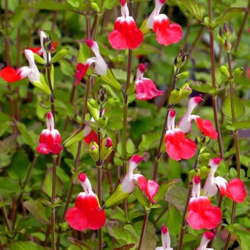 semillas de salvia resistentes, Semillas de bonsái, pasto de abejas, perenne camas elevadas para jardín Semillas de hierbas medicinales para el balcón plantas resistentes para balcones 1500pcs