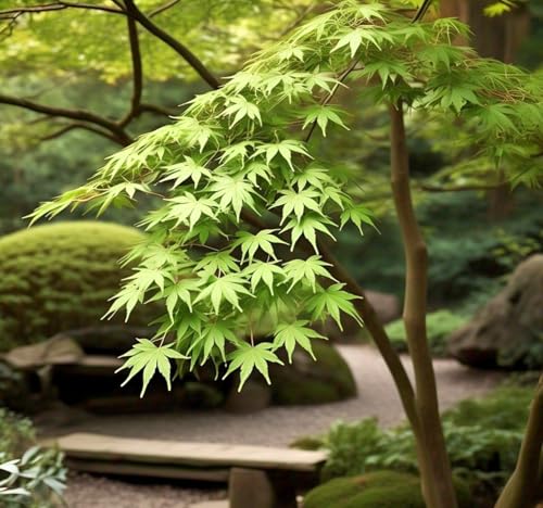 Image of Japanese Maple Coonara Seed Pack (35 Seeds) - Grow Your Own Stunning Maple Tree Indoors or Outdoors