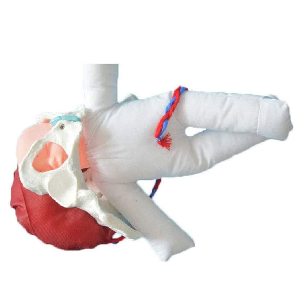 3 Sztuk Kobiecy Model Miedniny Model Dziecka Model Miedniny Rozmiar Życia Zdejmowany Model Anatomiczny Model Szkoleniowy Macierzy Do Lekcji Ginekologii