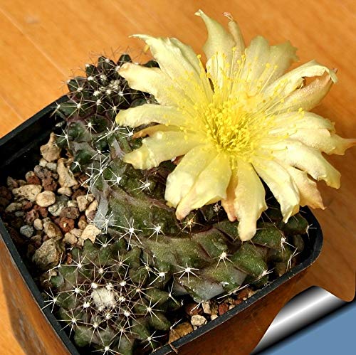 �y��q�zCopiapoa Maritima���R�s�A�|�A�E�}���e�}����ăT�{�e���̐l�C��R�s�A�|�A��5�� [���s�A���i]