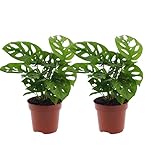 2er-Set, Monstera "Monkey Leaf", Affenblatt, 25-30cm, ø 12-15cm Topf, Zimmerpflanze für Wohnung und Büro, Qualität vom Pflanzen Profi, Ideale Raumbegrünung