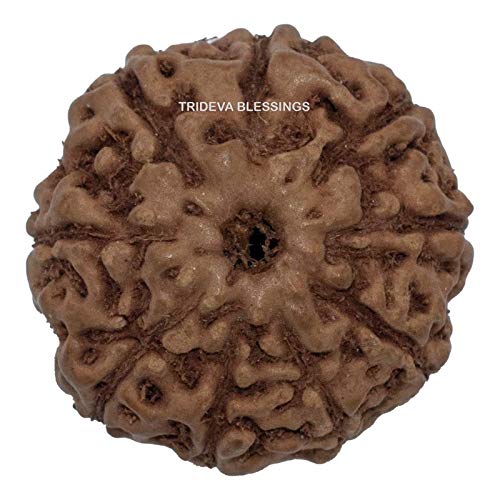 Trideva Blessings 9 Mukhi Rudraksha/Nine Face Rudraksha (Indonesia) (B08KQ4553Q) Amazon Price History, Amazon Price Tracker