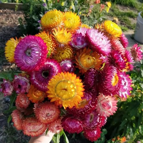 Semi di paglia perenni, Le perenni sono resistenti Xerochrysum bracteatum, all'esterno decorazione del giardino per esterno 200pcs