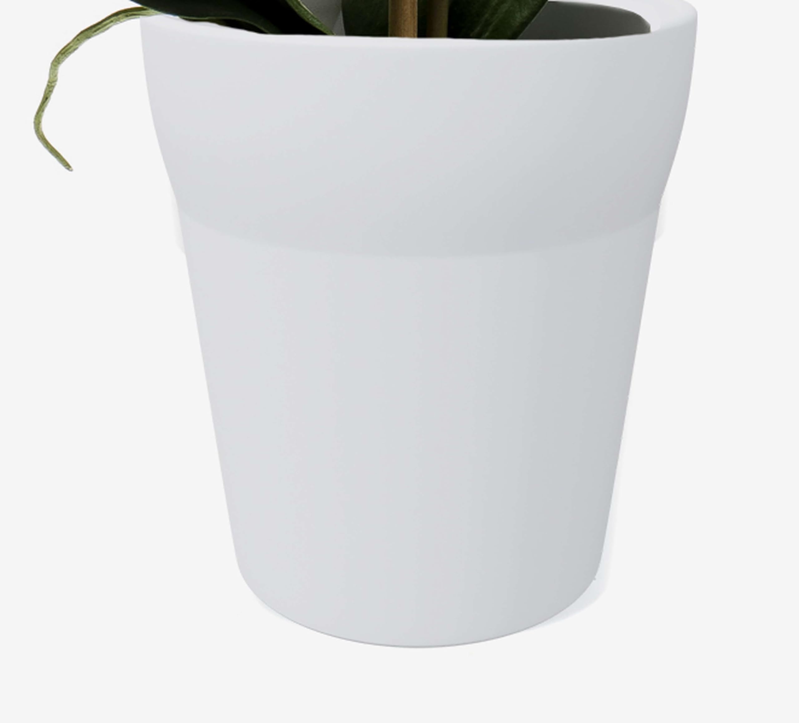 artplants.de Orchidea phalaenopsis Ornamentale Candida, Bianco, 65cm
