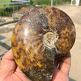 345g Rare Natural Polished Ammolite Conch Fossil Specimens Shell Healing