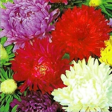 Amazon 国華園 種 花たね 切花アスター美色混合 1袋 600mg 21年春商品 花 Amazon 国華園 種 花たね 切花アスター美色混合 1袋 600mg 21年春商品 花