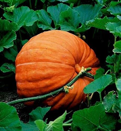 LGKO Pumpkin s-e-e-ds, Big Max, Pumpkin s-e-e-ds, s-e-e-ds, Over 100Lb! 30s-e-e-ds