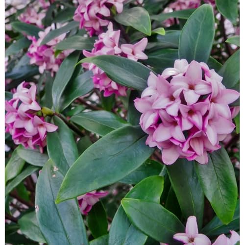 Daphne Marginated Pink Winter Blooming Shrub, Fragrant Pink Flowers, Fall and Winter Garden Plant (1 Gallon/Potted/Single Plant)