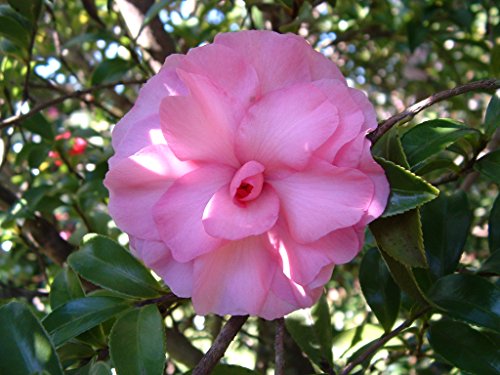 Taylor's Perfection Pink Camellia Plant, Live Flowering Shrub, Double Petal