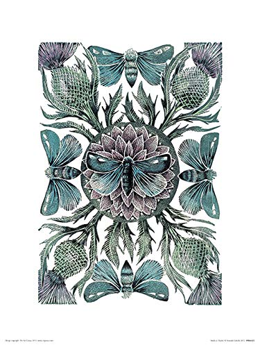 The Art Group Amanda Colville (Moths and Thistles) -Art Print 30 x 40cm, Paper, Multicoloured, 30 x 40 x 1.3 cm