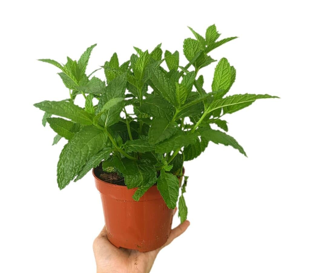 PACK DE 10 PLANTAS DE AROMÁTICAS VARIADAS NATURALES DIFERENTES VARIEDADES | ARÓMÁTICAS | FRESCURA | NATURALEZA | ECO | COCINA | VIDA | VERDE
