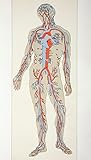 Distribution Of Blood Vessels In The Human Body Arteries Shown In Red Veins In Blue From The Household Physician Published Circa 1890 Poster Print (11 x 19)