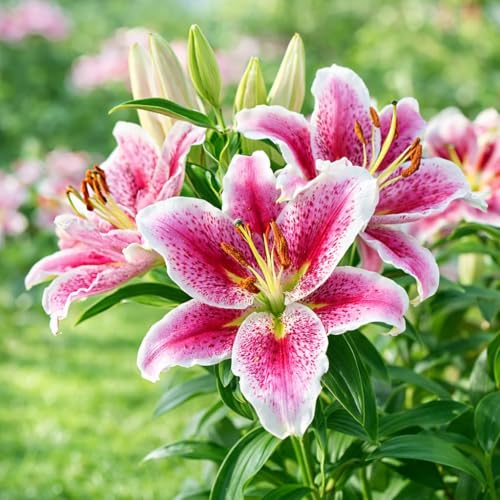 Great Deal! 18 Pack Giant Stargazer Lily Bulbs for Planting - Petals with Deep Fuchsia in The Middle Fading to Light Pink Trimmed in White
