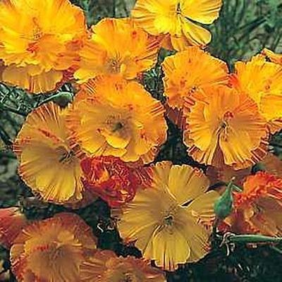 Eschscholzia California Poppy Thai Silk Apricot Chiffon Annual Seeds