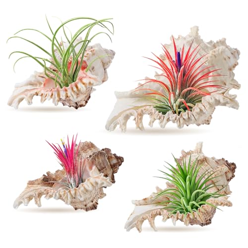 ANPHSIN 4 Pack Conch Sea Shell Air Plant Holders- 4-5 inches Natural Airplant Pot, Decorative Tillandsia Succulent Display Container for Gardening Housewarming Gifts Home Table Decors, No Plants