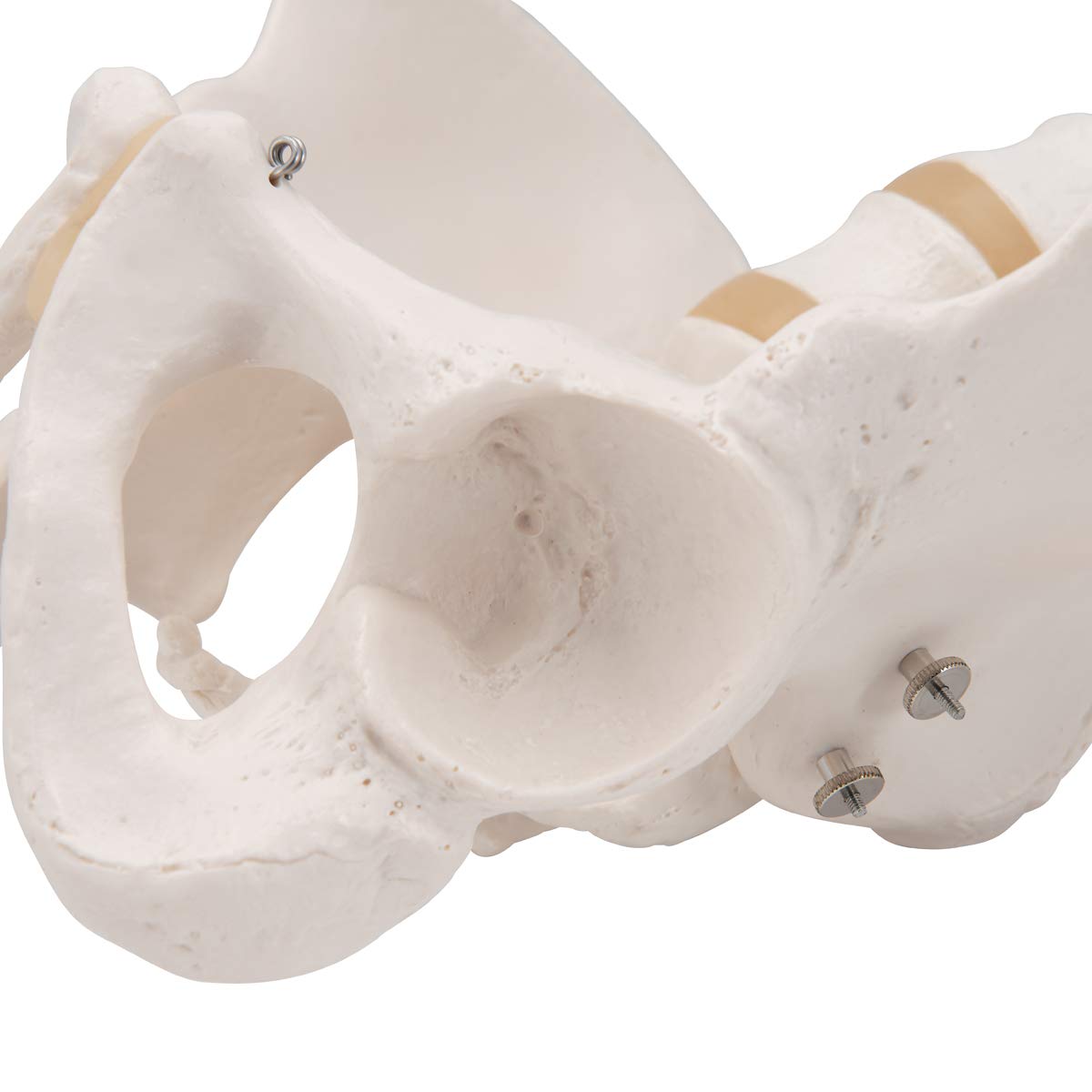 3B Scientific® Bacino Maschile – Modello Anatomico Umano a Grandezza Naturale + Smart Anatomy App (Garanzia di 5 Anni)