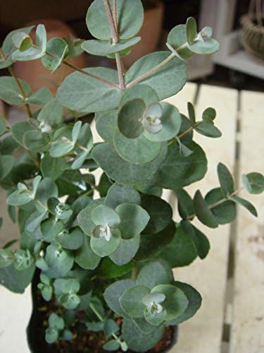 Amazon ユーカリの木 苗３株 セット販売 観葉植物 オンライン通販