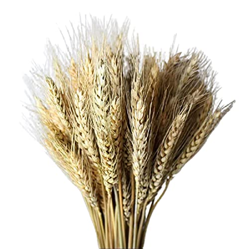 woyada Bouquet de 100 tiges de blé Naturel séché pour Bricolage, Maison, Table, Mariage, décoration de Noël - Symbole de la prospérité et de la Nouvelle Vie (Couleurs Primaires) Cover