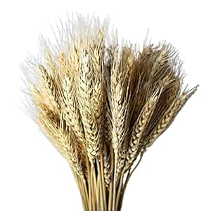 Chrty 100 stuks natuurlijke gedroogde tarwekleuren symboliseren het welvaart nieuw leven woonkamer tuin bruiloft…