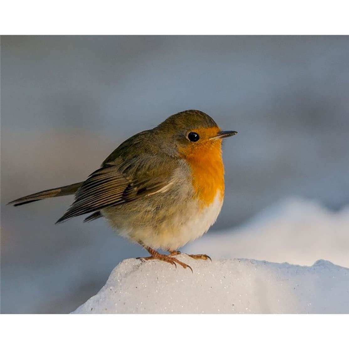 DIY Oil Paint by Numbers for Adult, Oil Paint by Numbers Adult Kit for Beginner Painting - Robin Bird Stand on Snow - 20x26 Inch (Frameless)